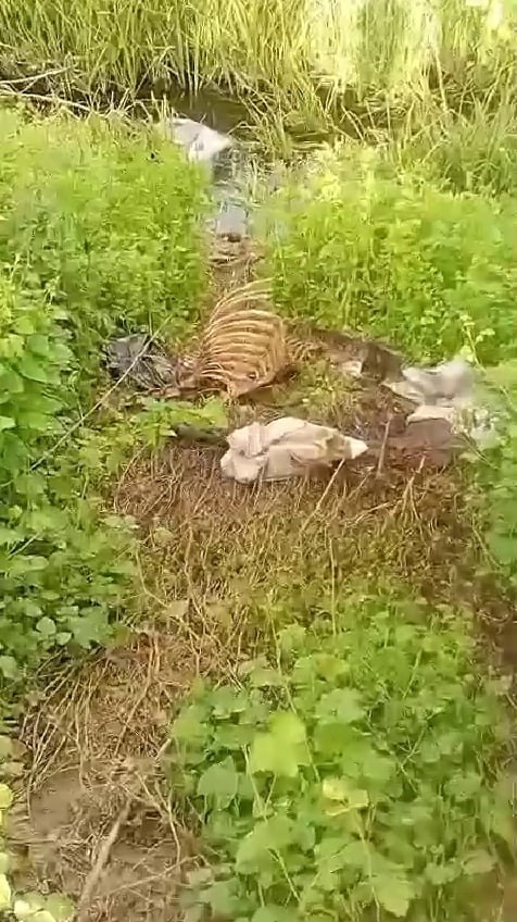 Dere kenarında par&ccedil;alanmış tek tırnaklı hayvan kemikleri bulundu
