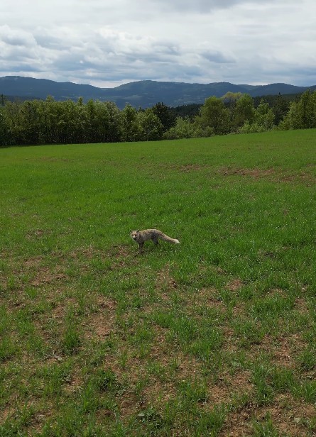Tilkinin dronla imtihanı sosyal medyada büyük ilgi gördü