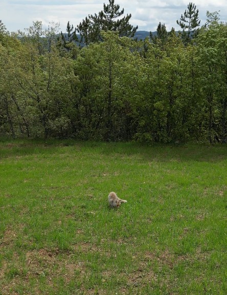 Tilkinin dronla imtihanı sosyal medyada b&uuml;y&uuml;k ilgi g&ouml;rd&uuml;
