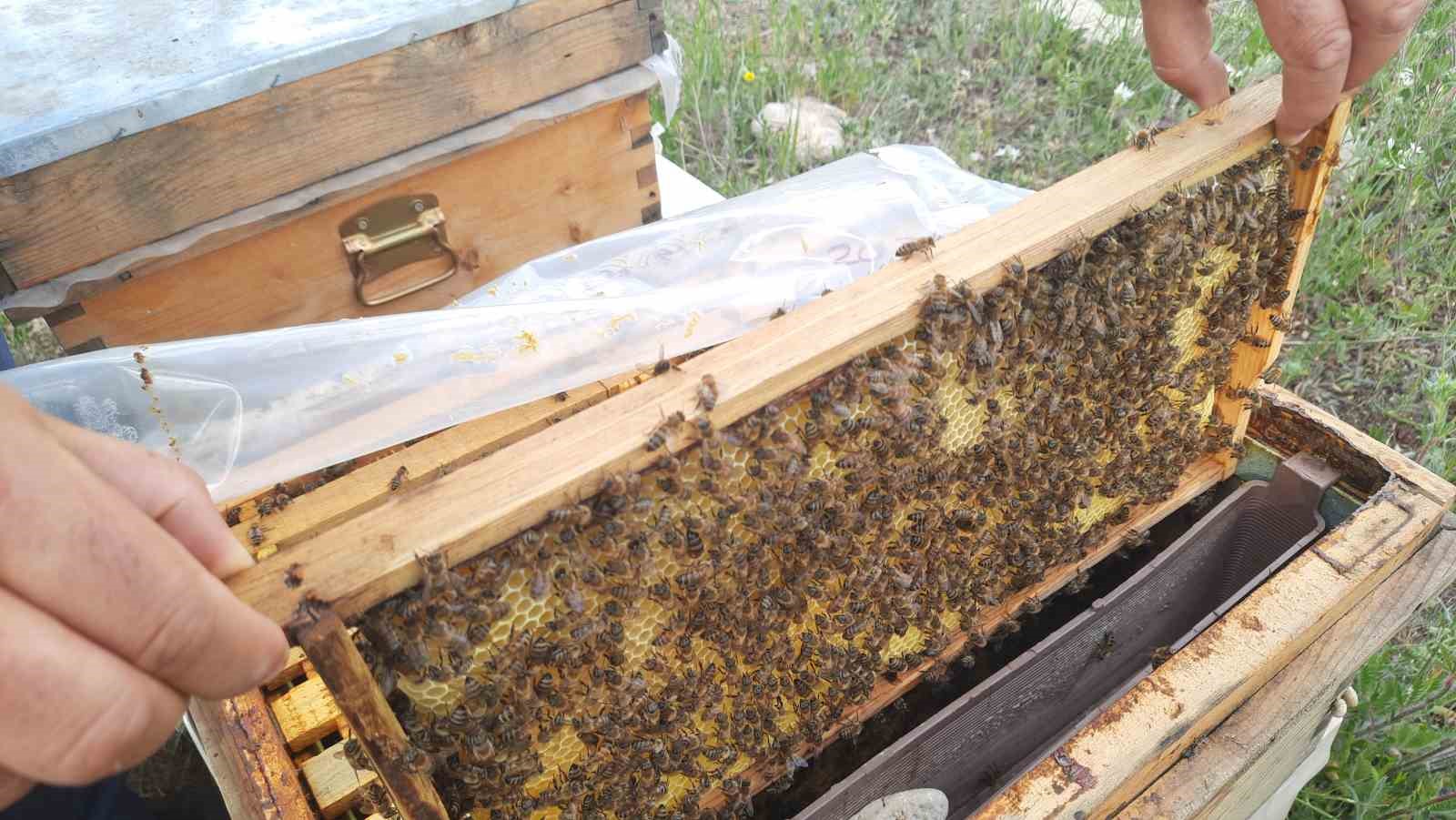 D&uuml;nya Arı G&uuml;n&uuml;&rsquo;nde &ouml;ğrencilere arılar anlatıldı, bal dağıtıldı
