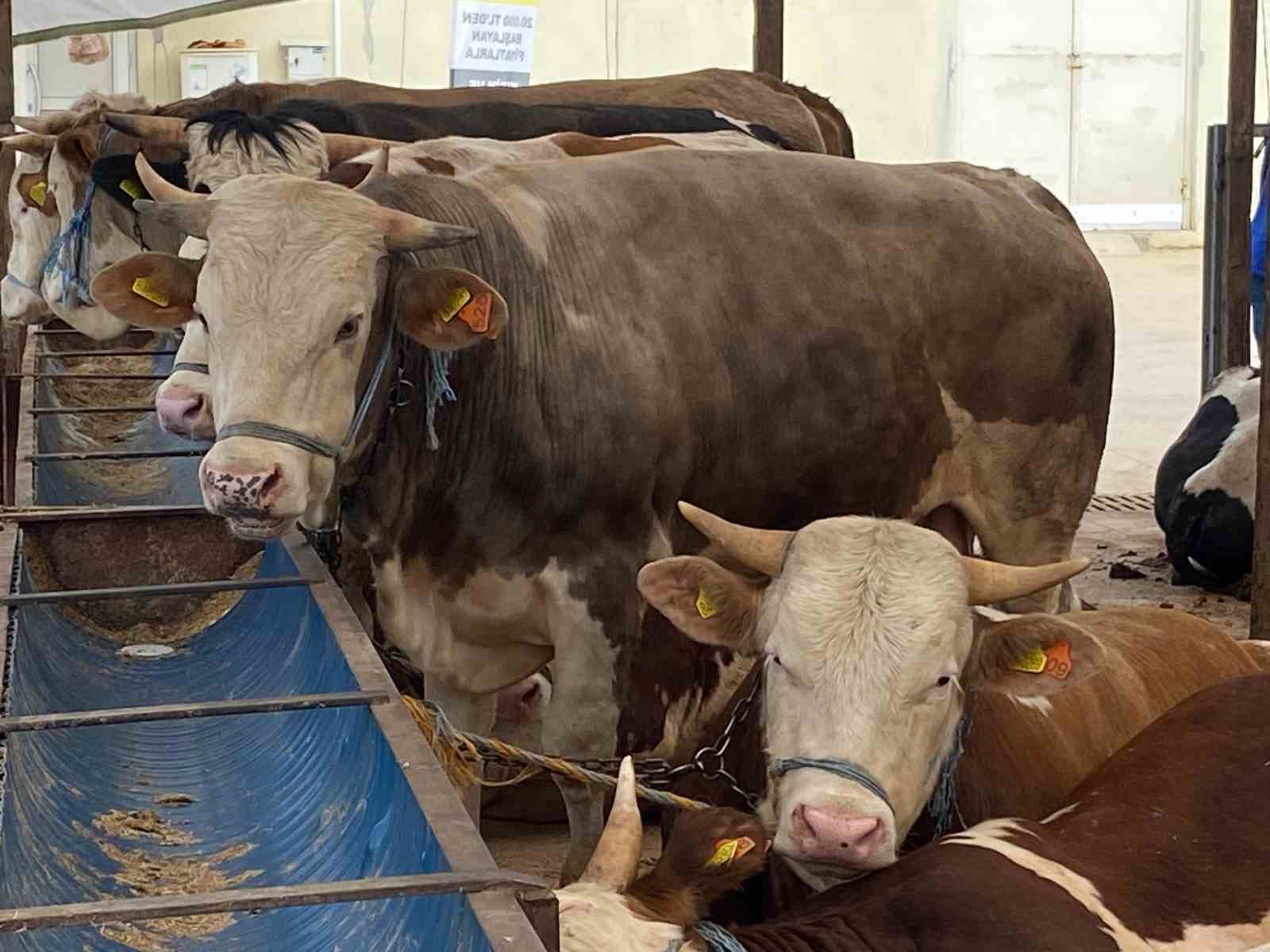 "Gözyaşı akan, tüyleri mat ve karışık olan kurbanlıktan uzun durun"