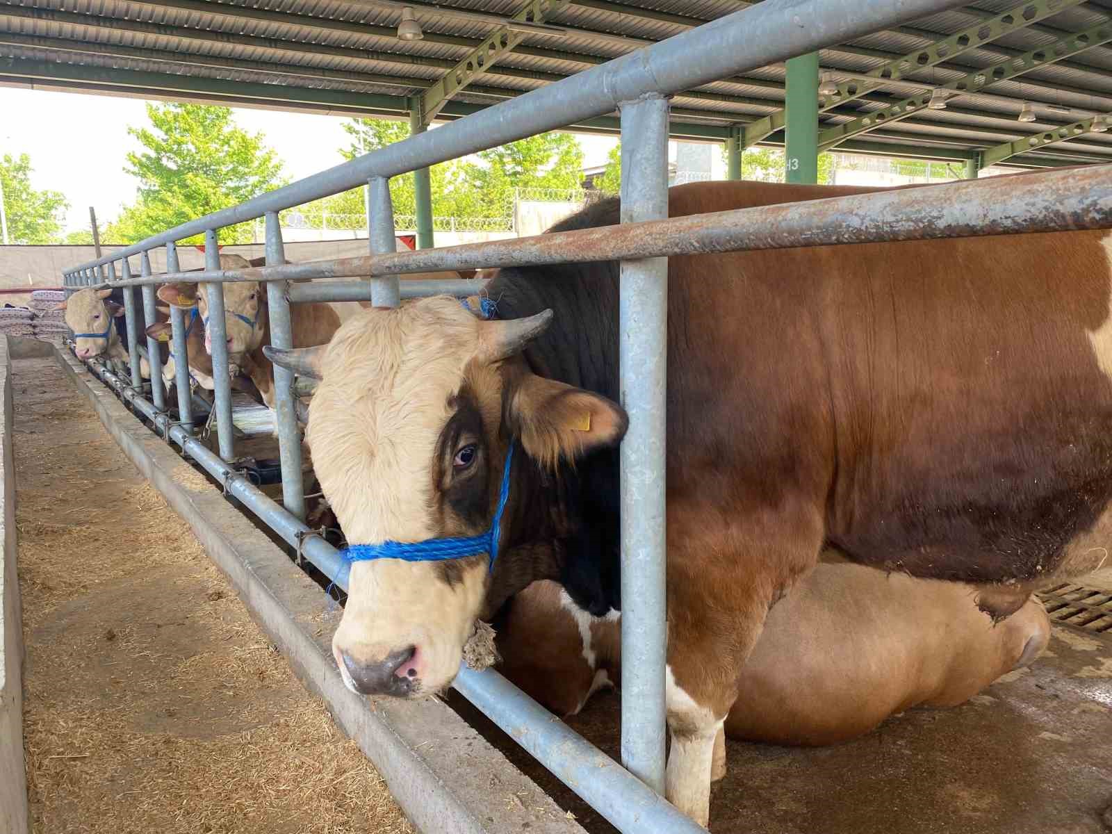"G&ouml;zyaşı akan, t&uuml;yleri mat ve karışık olan kurbanlıktan uzun durun"
