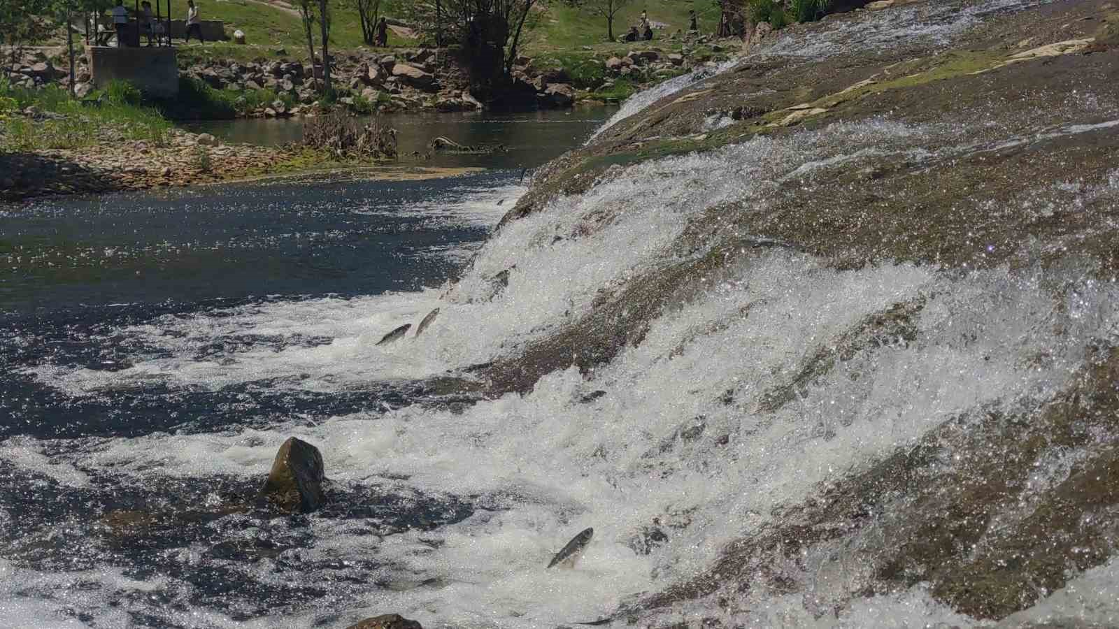 İnci kefalinin yumurta bırakmak için 23 kilometrelik serüveni