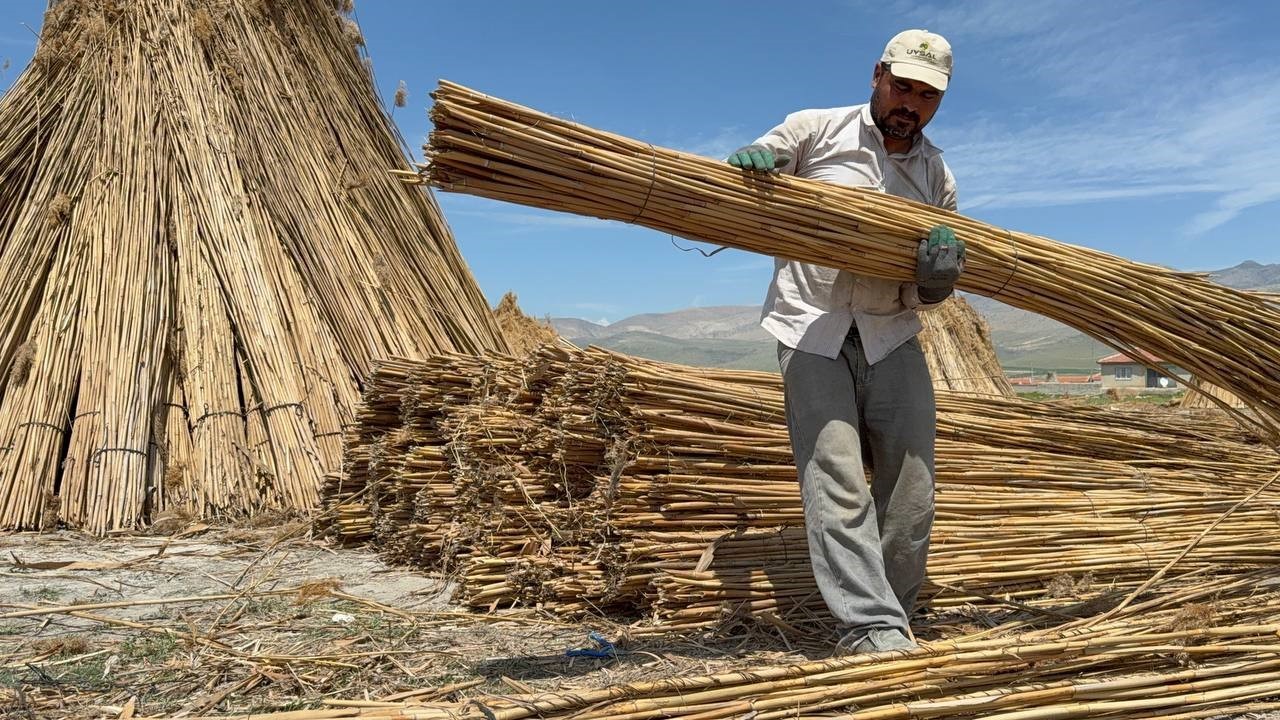 Eber Gölü’nde kamış hasadı başladı