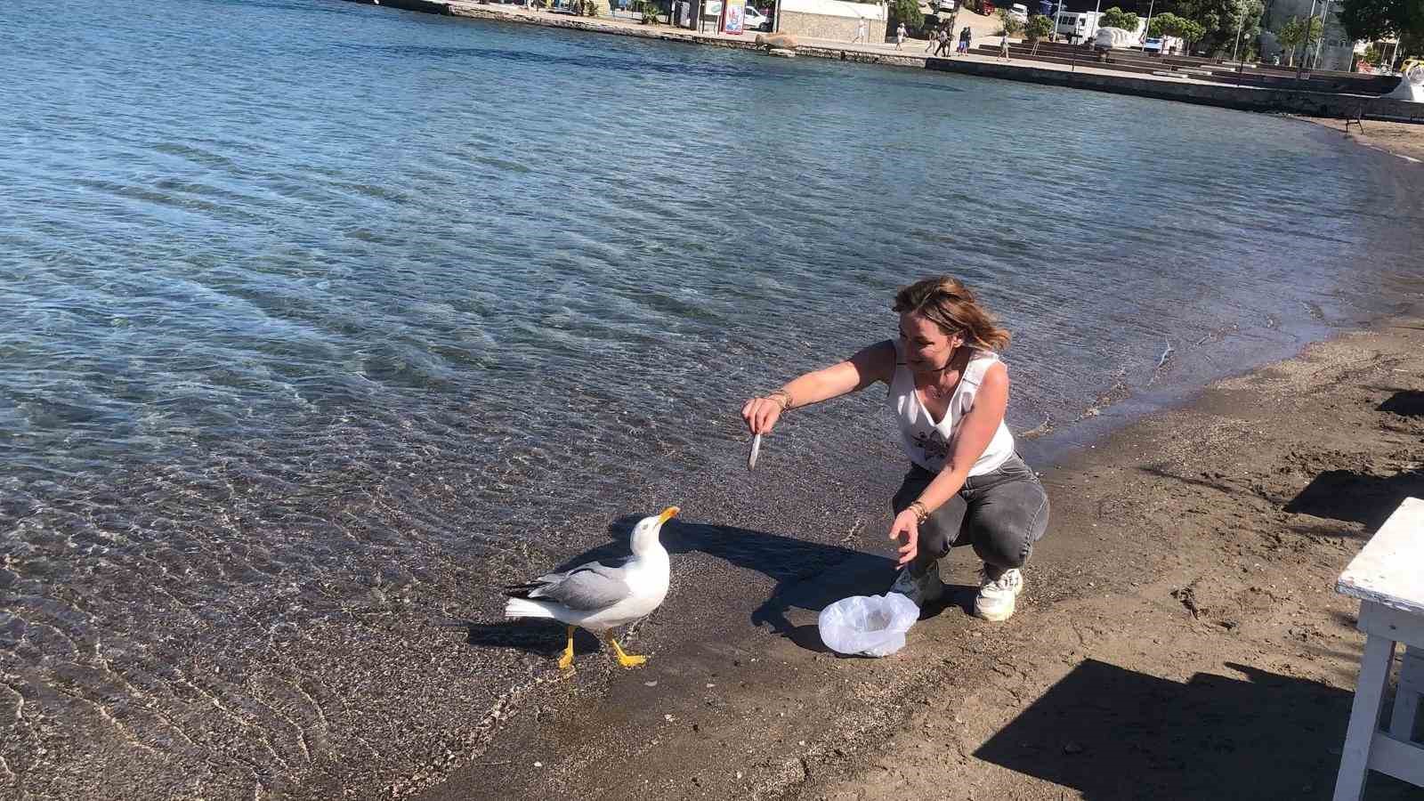 Sevimli martı Kumluk Plajı’nın maskotu oldu