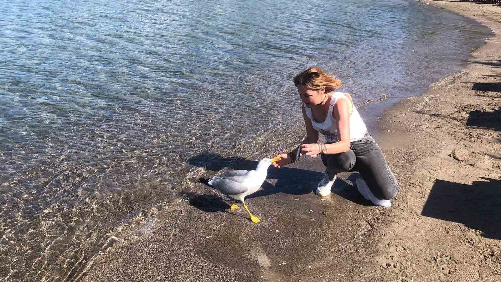 Sevimli martı Kumluk Plajı’nın maskotu oldu