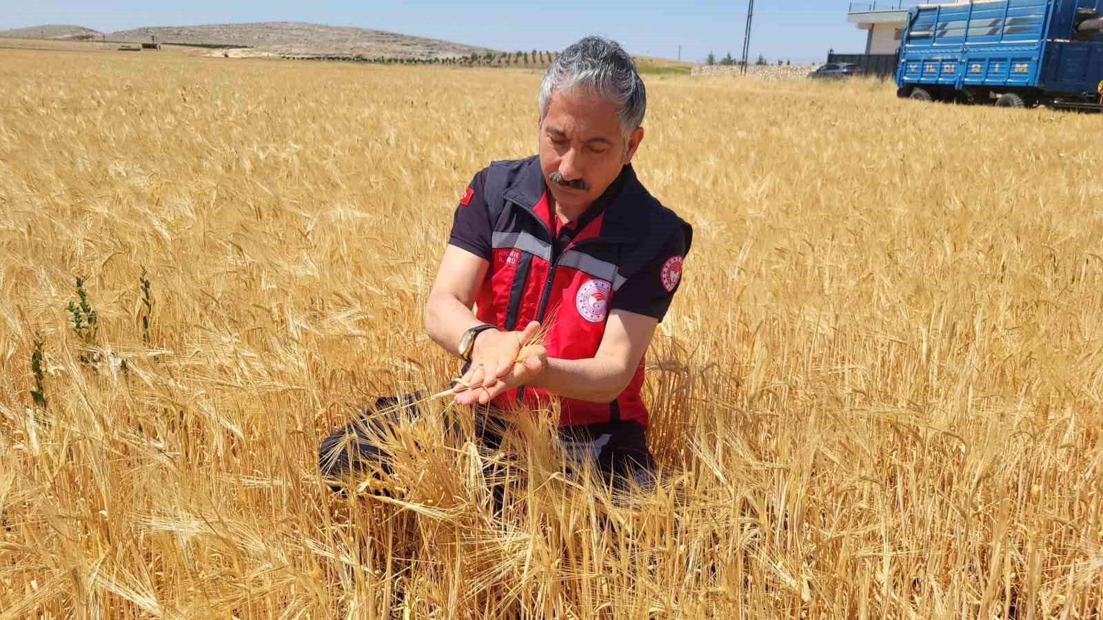 Adıyaman&rsquo;da hububat hasadı arpa ile başladı
