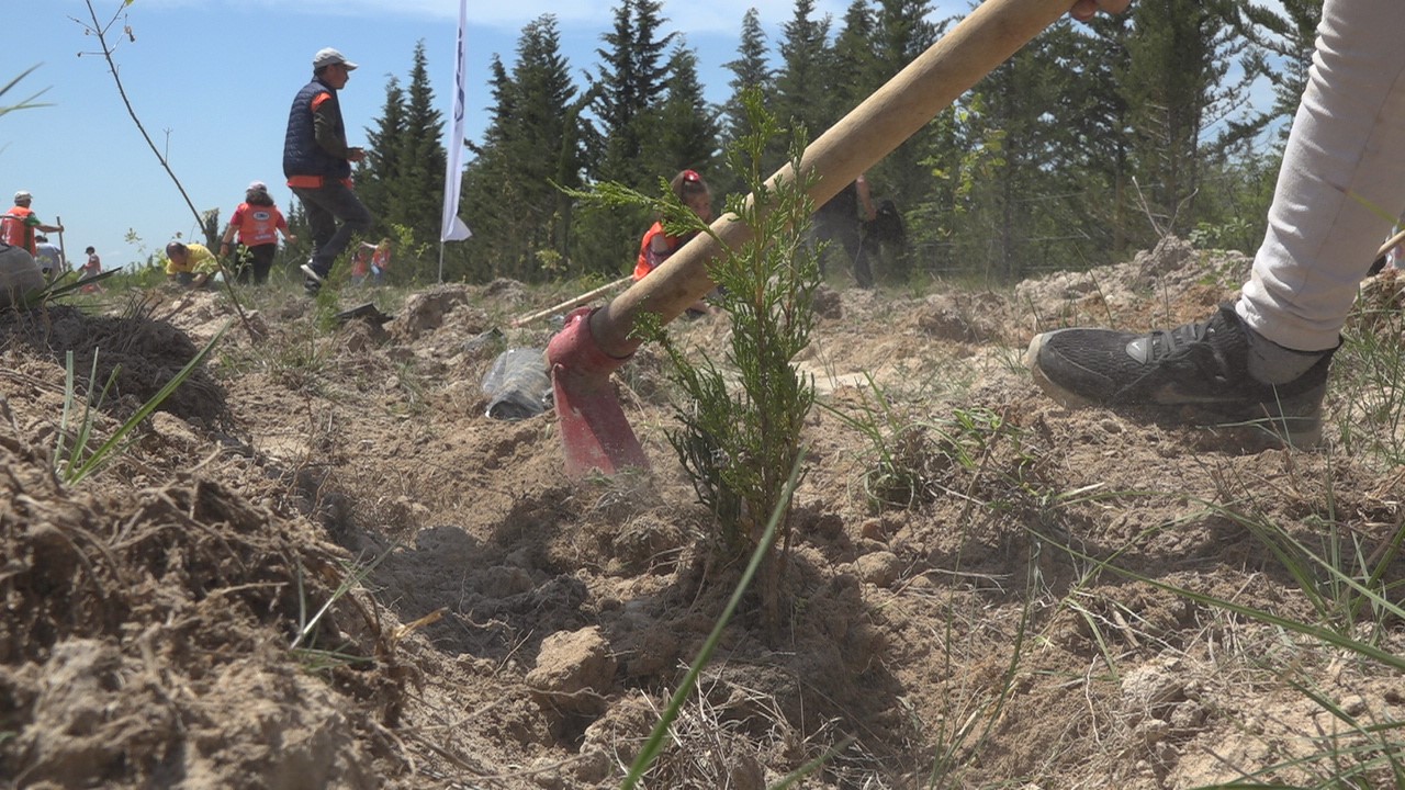 T&uuml;rkiye&rsquo;de "81 İlde 81 Orman" projesi kapsamında 81 ilde 2,2 milyon fidan toprakla buluşacak
