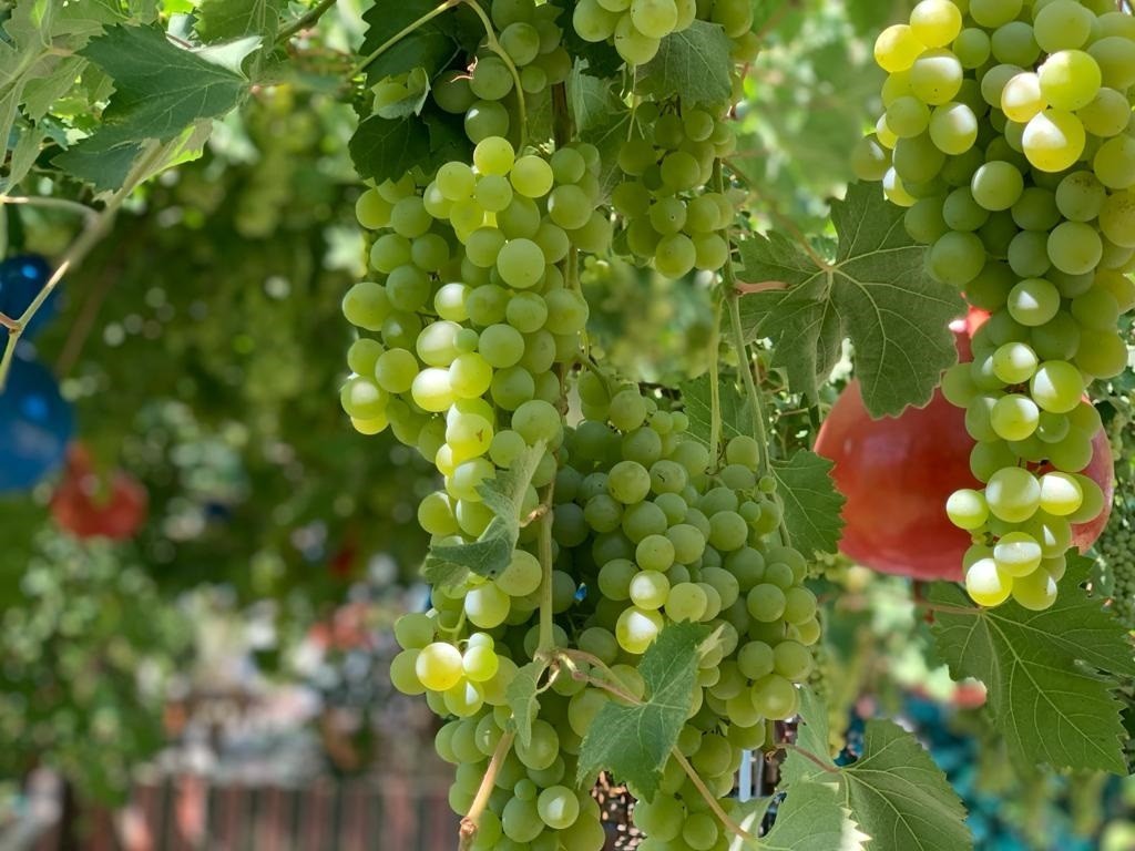 Antalya&rsquo;da T&uuml;rk Mutfağı Haftası&rsquo;na coğrafi işaret m&uuml;jdesi damga vurdu
