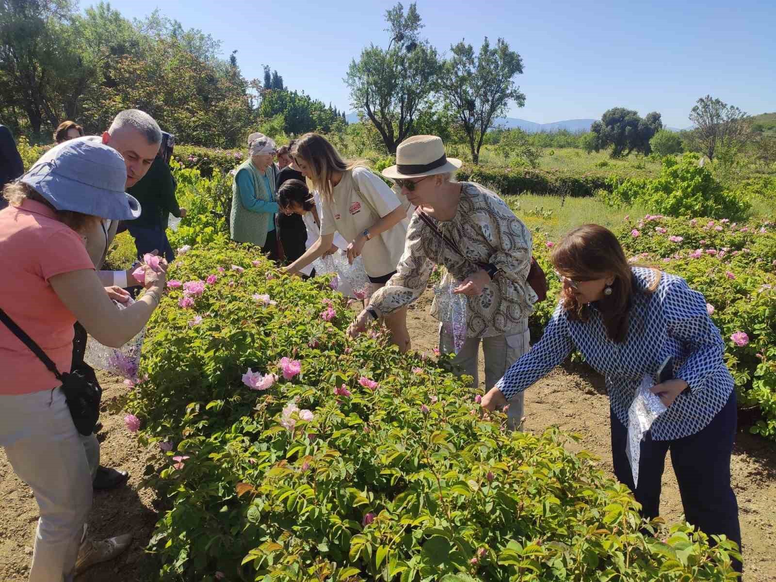 Don nedeniyle gül rekoltesi yüzde 35 azalan Isparta, telafiyi değer artışıyla hedefliyor