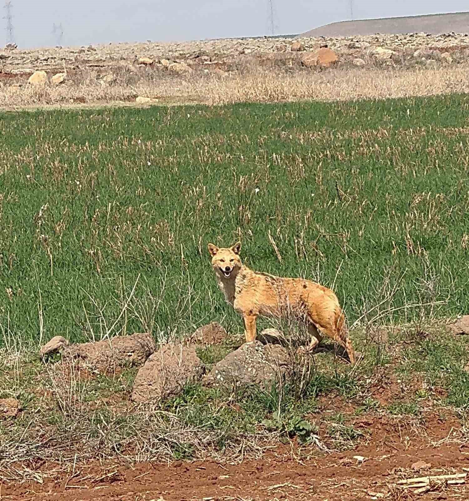 Diyarbakır’da tarlada kurt gören vatandaş cep telefonuyla kayda aldı