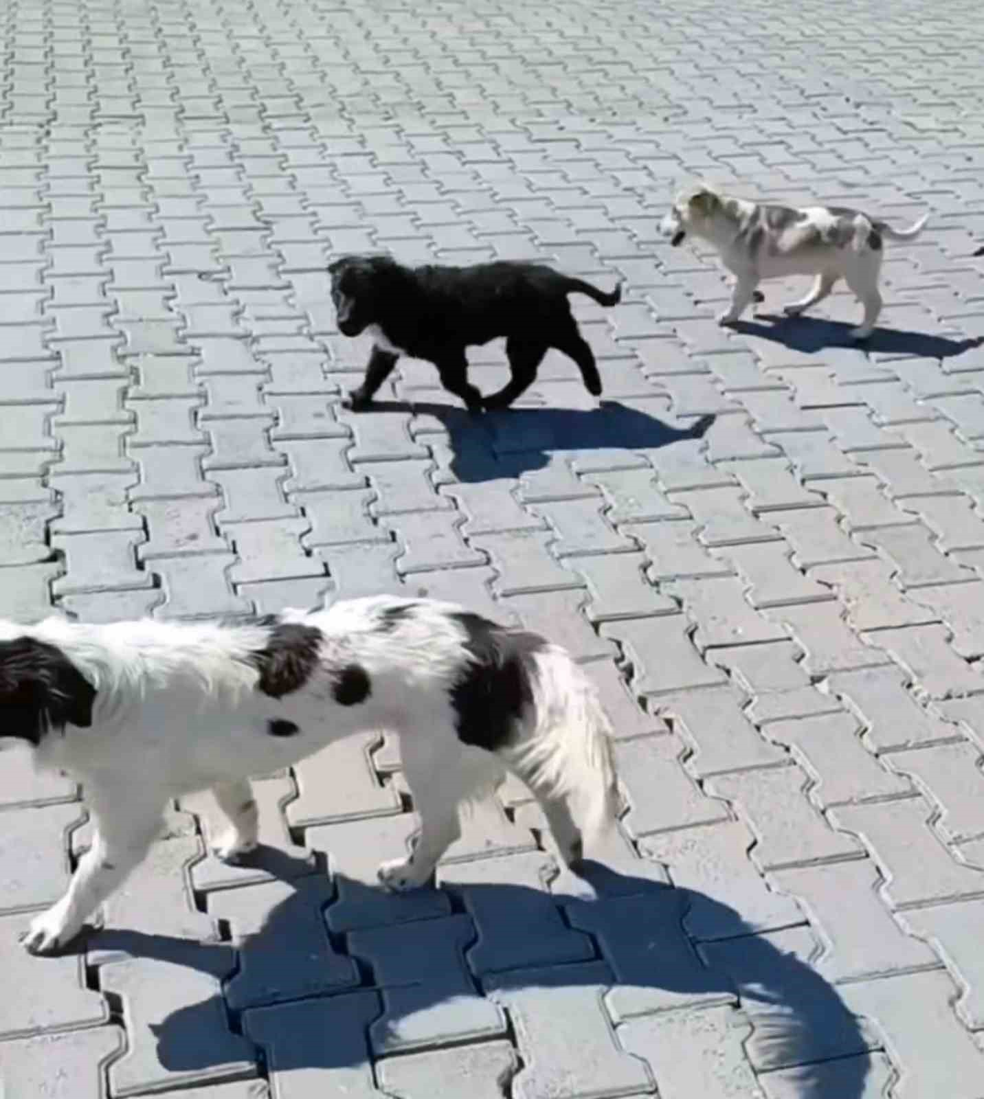 K&ouml;yceğiz&rsquo;de k&ouml;pek saldırısına uğrayan &ccedil;ocuğun ailesi konuştu
