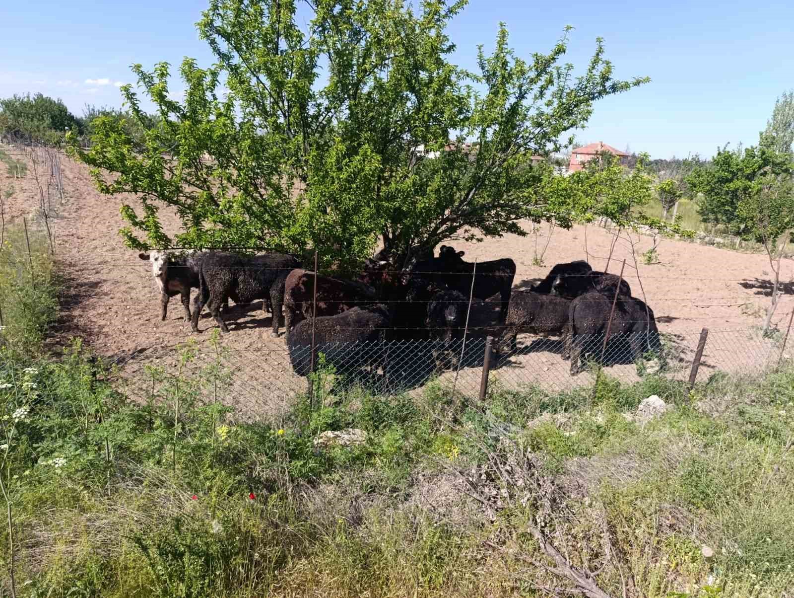 Angus yüklü tır devrildi, 1 kişi yaralandı