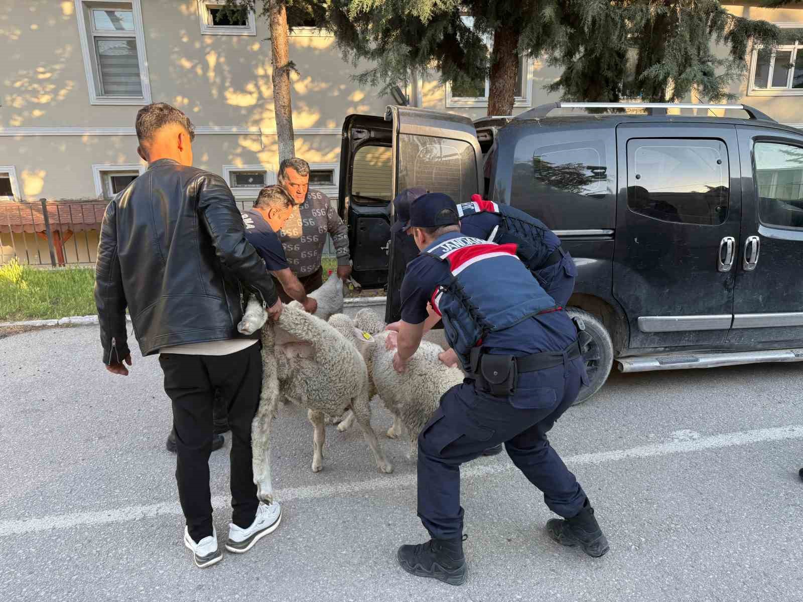 Ankara’da koyun hırsızı yakalandı