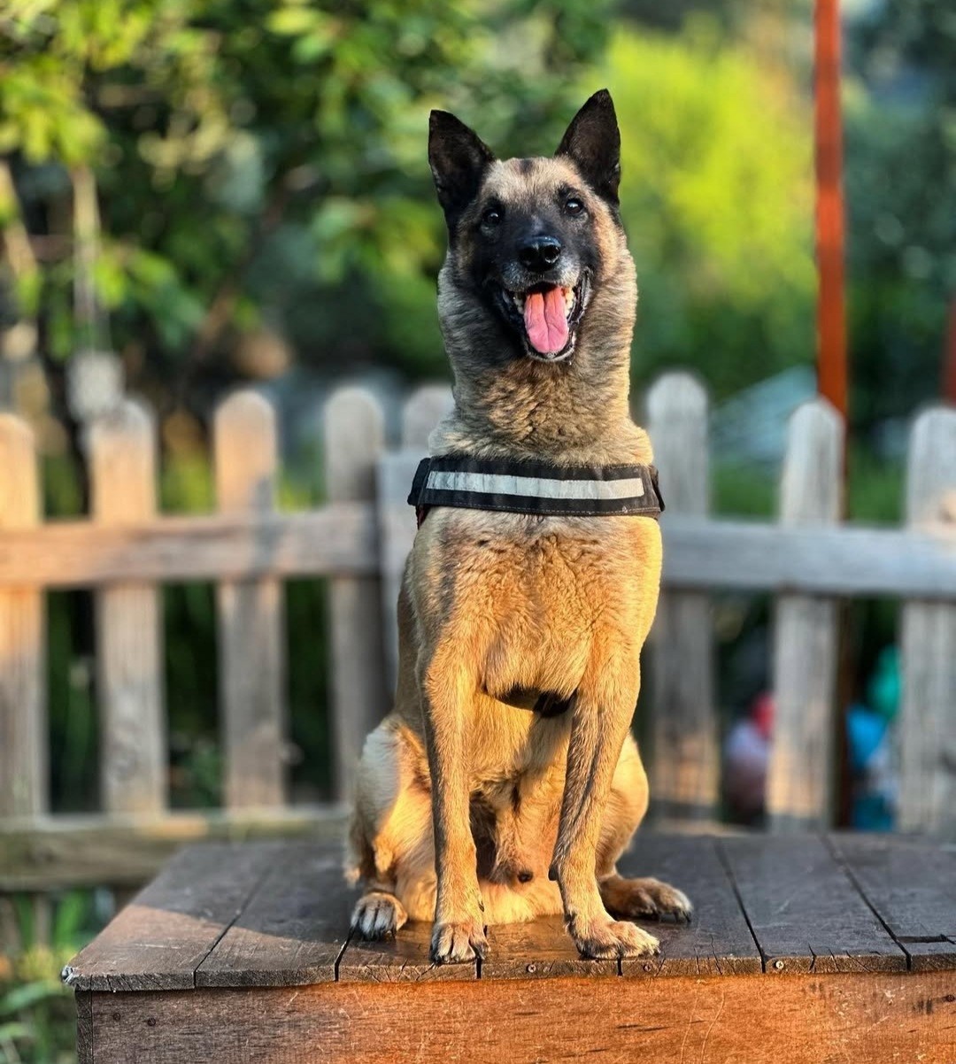 Kahraman köpek ’Bob’ öldü