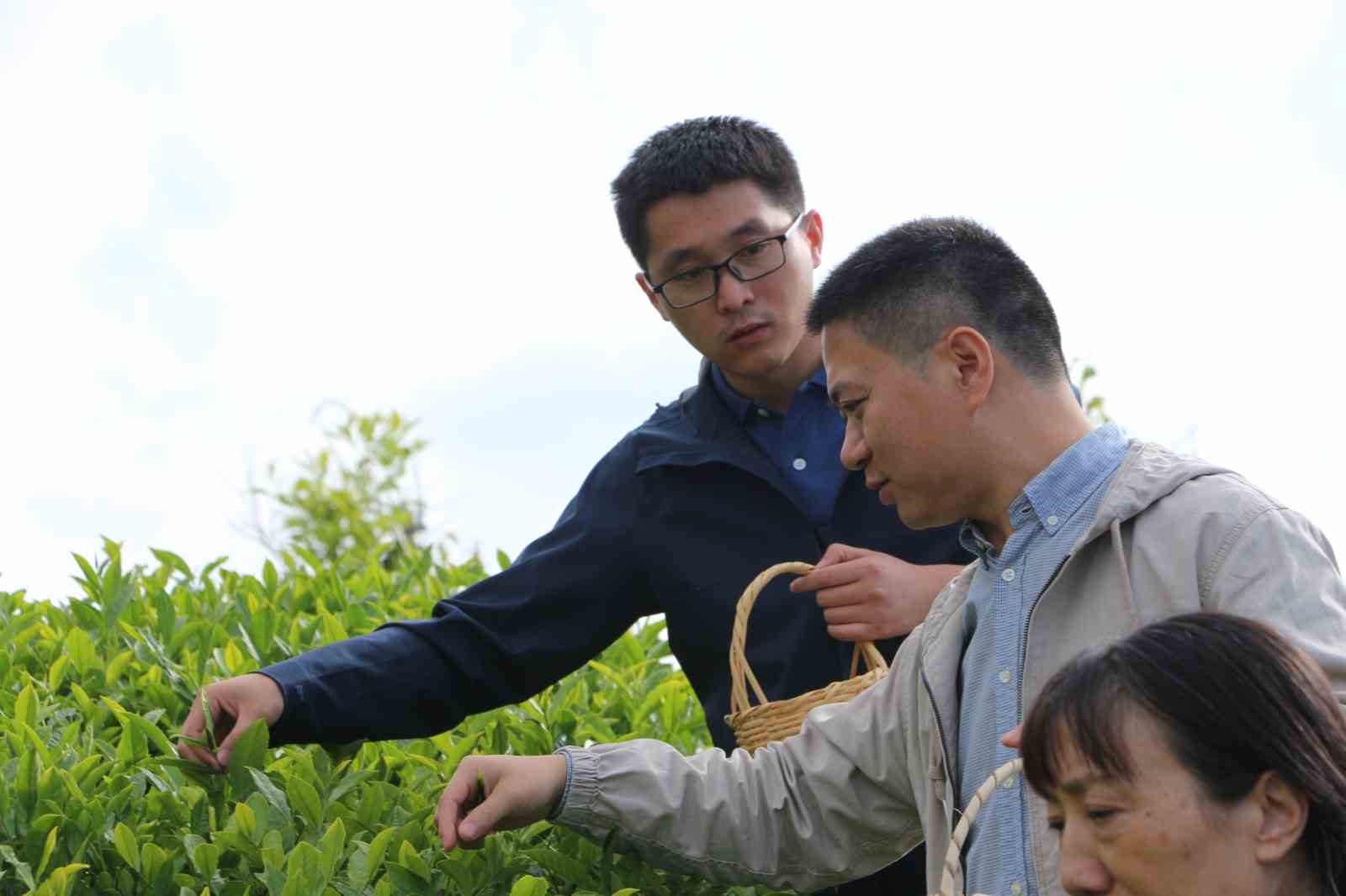 Çin’den gelen akademisyenler Rize’de çay topladı
