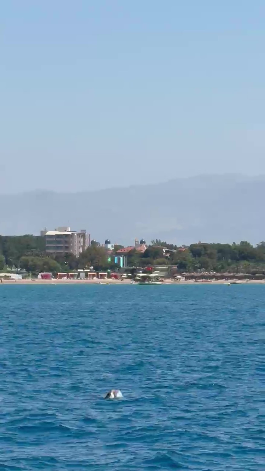 Side açıklarında Akdeniz foku görüntülendi, turistler hayretler içinde izledi

