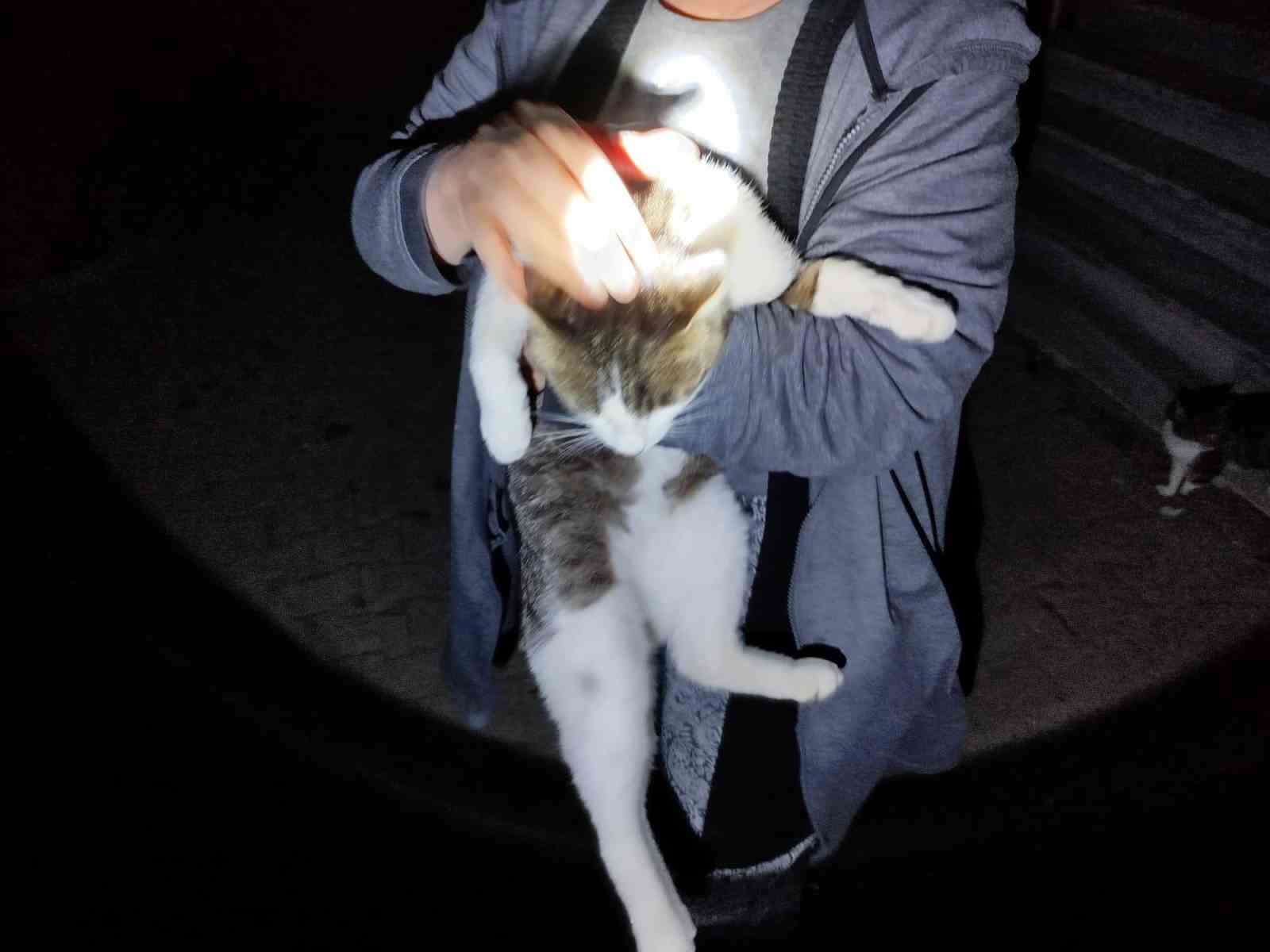 Mahsur kalan kediyi itfaiye kurtardı