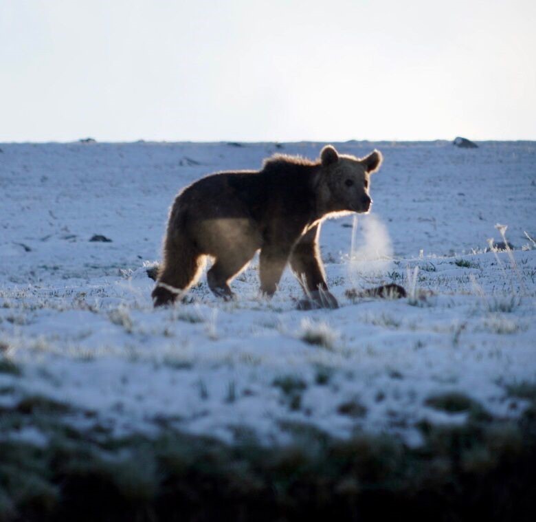 Ardahan’da boz ayı böyle görüntülendi