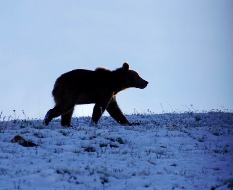 Ardahan’da boz ayı böyle görüntülendi