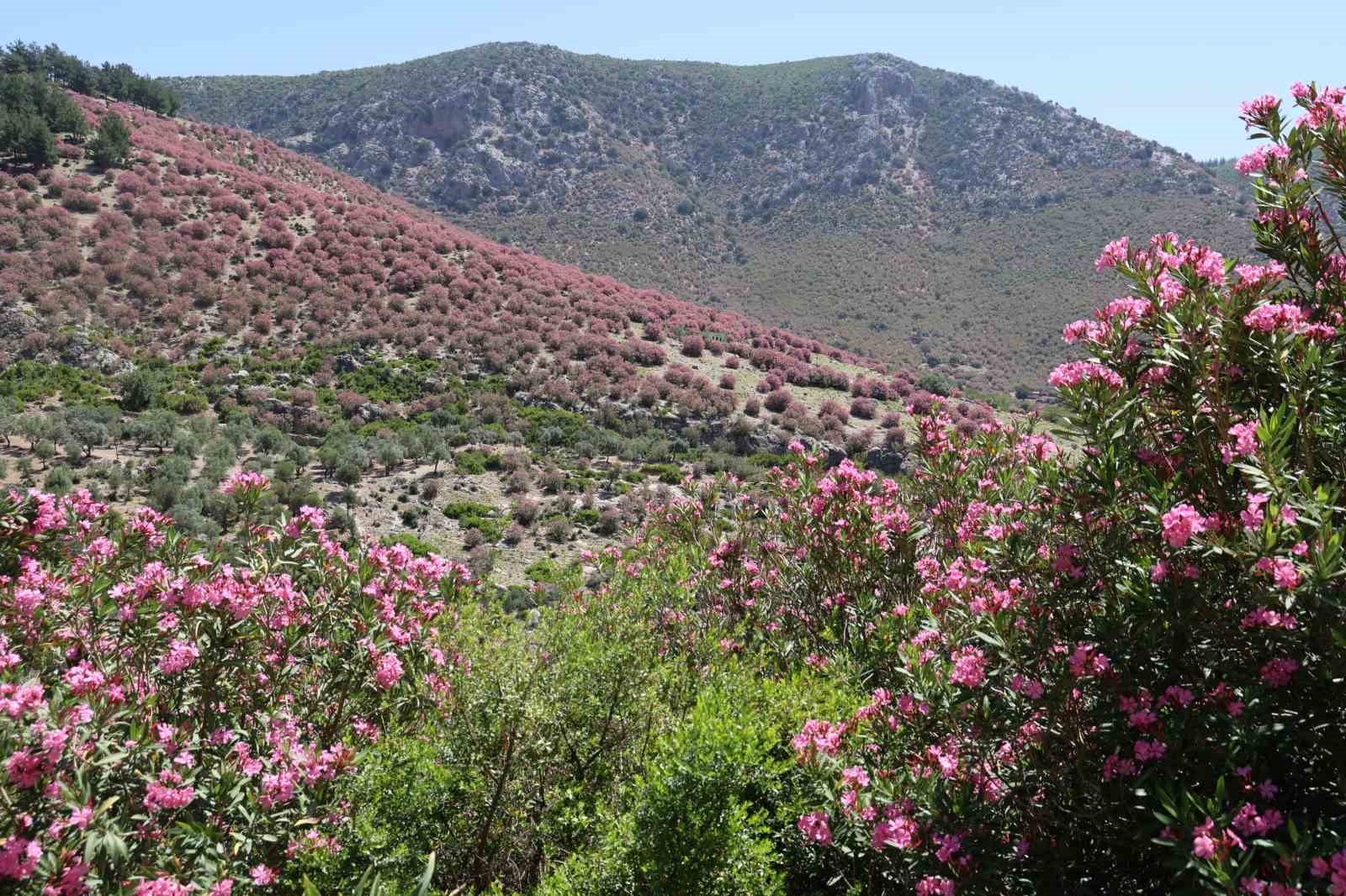 Adana’da dağlar zakkumların çiçek açmasıyla pembeye boyandı