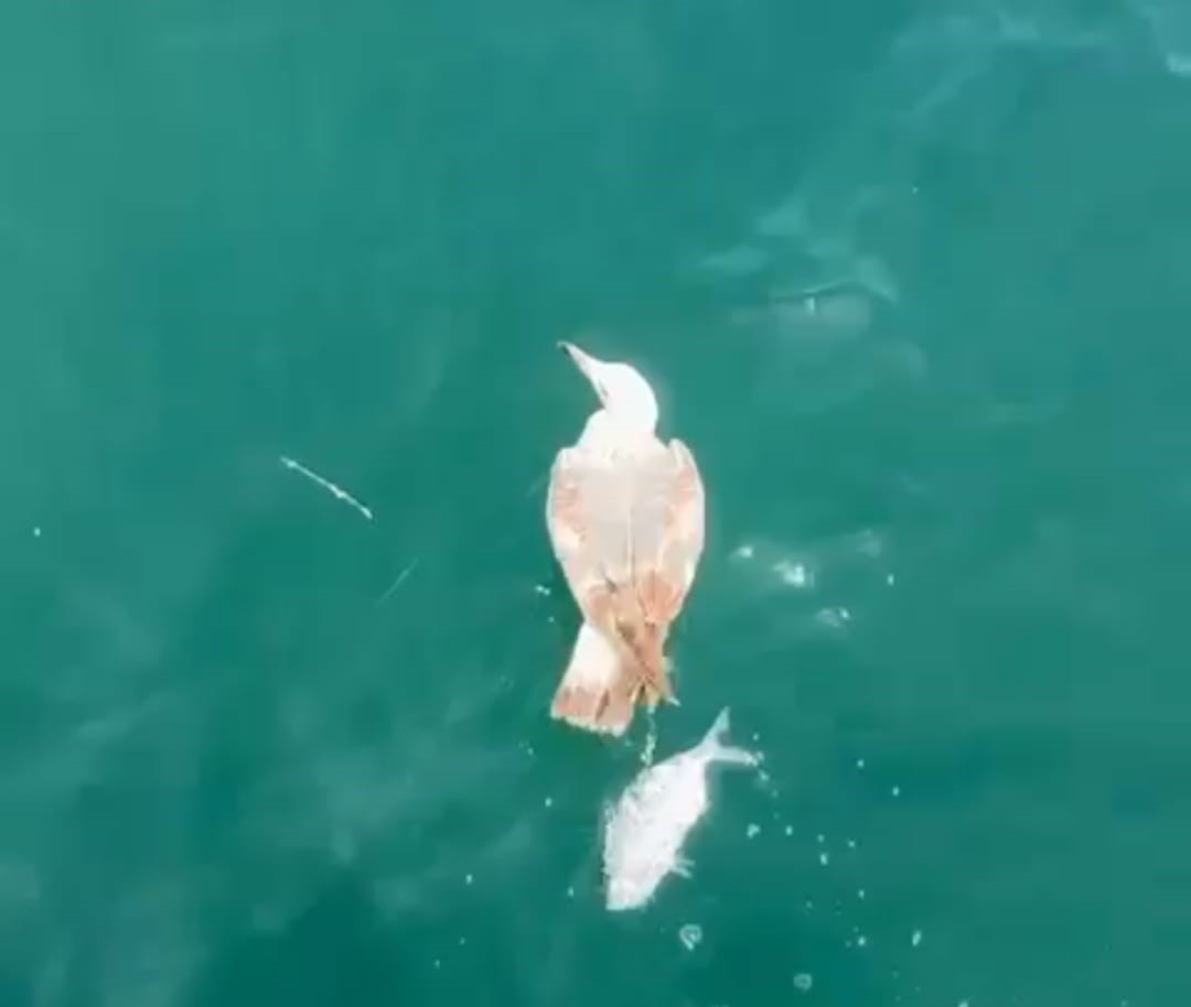 Çanakkale’de denizde oltaya takılan martı kurtarıldı