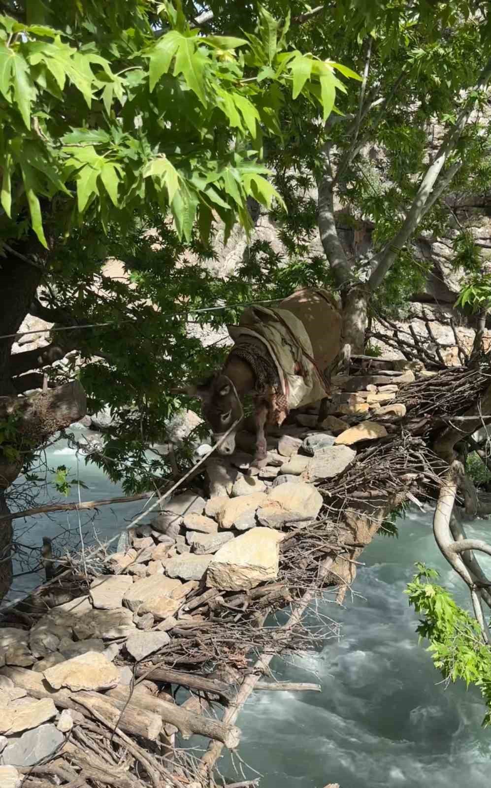 Zorlu coğrafyada hayat mücadelesi: Avaşin Deresi’ndeki asma köprüden geçen koyun sürüsü görenleri hayran bıraktı
