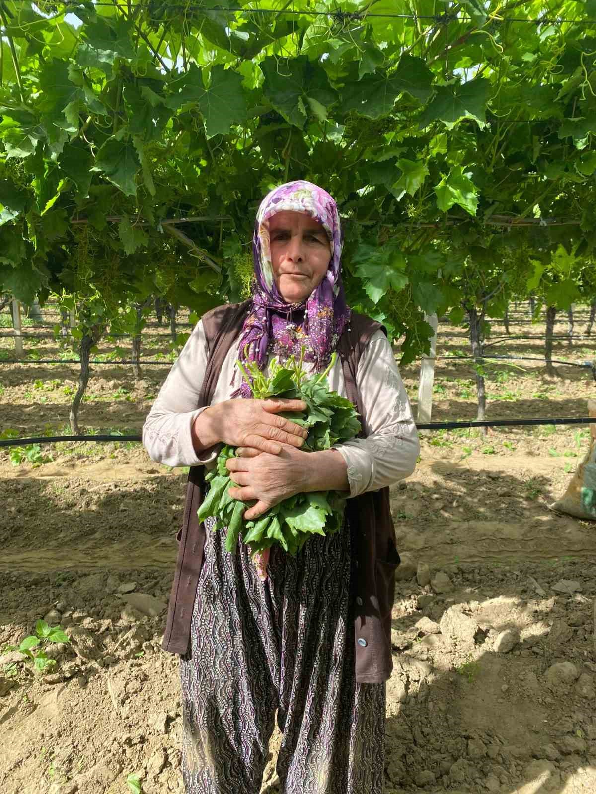 Manisa&rsquo;da bağ yaprağı hediyelik oldu
