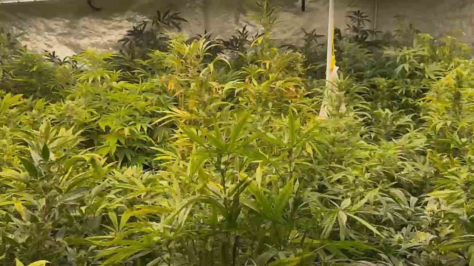 Villanın odalarını uyuşturucu tarlasına dönüştürmüş