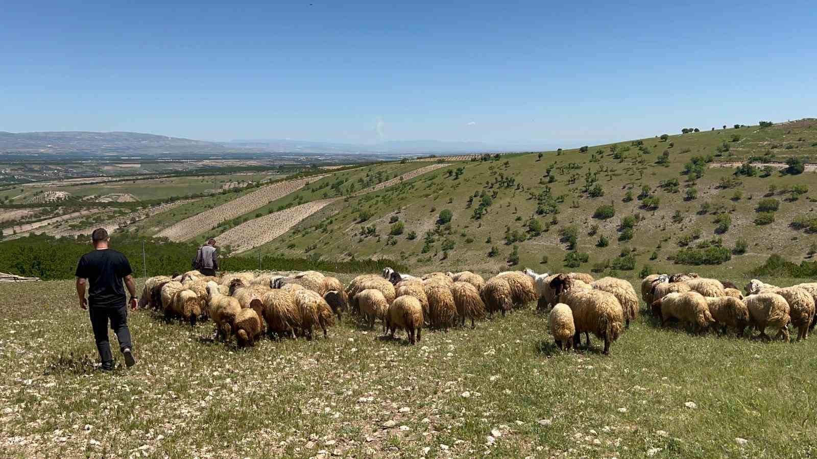 Malatya’da yetiştiriciler yayla yoluna çıktı