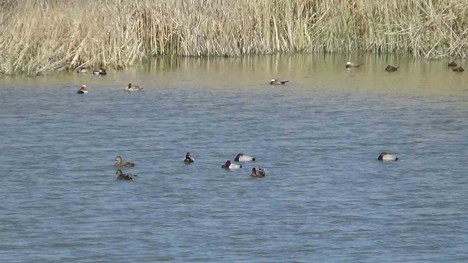Van Gölü havzasında kuş popülasyonu canlandı