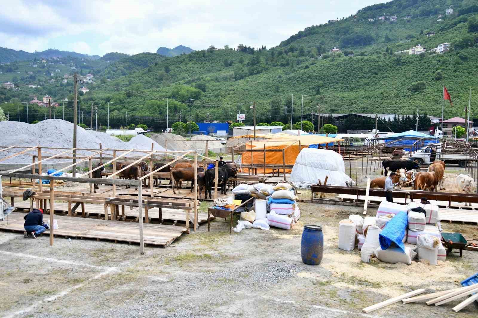 Trabzon’a Kurban Bayramı öncesinde kurbanlıklar gelmeye başladı