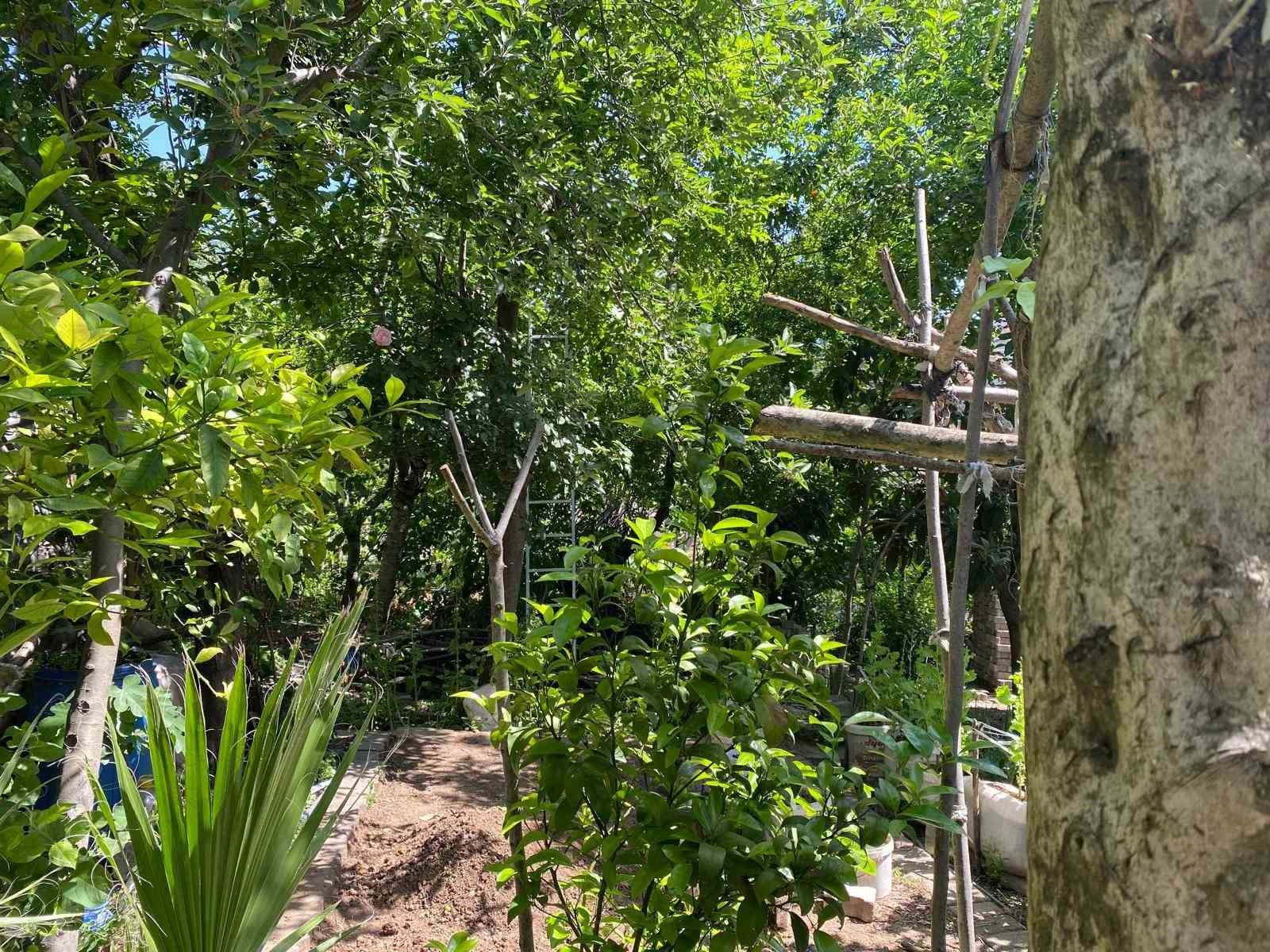 Kiraz toplamak için çıktığı ağaçtan düşen yaşlı adam hayatını kaybetti