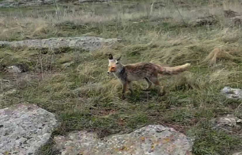 Tilki dron kamerasına takıldı