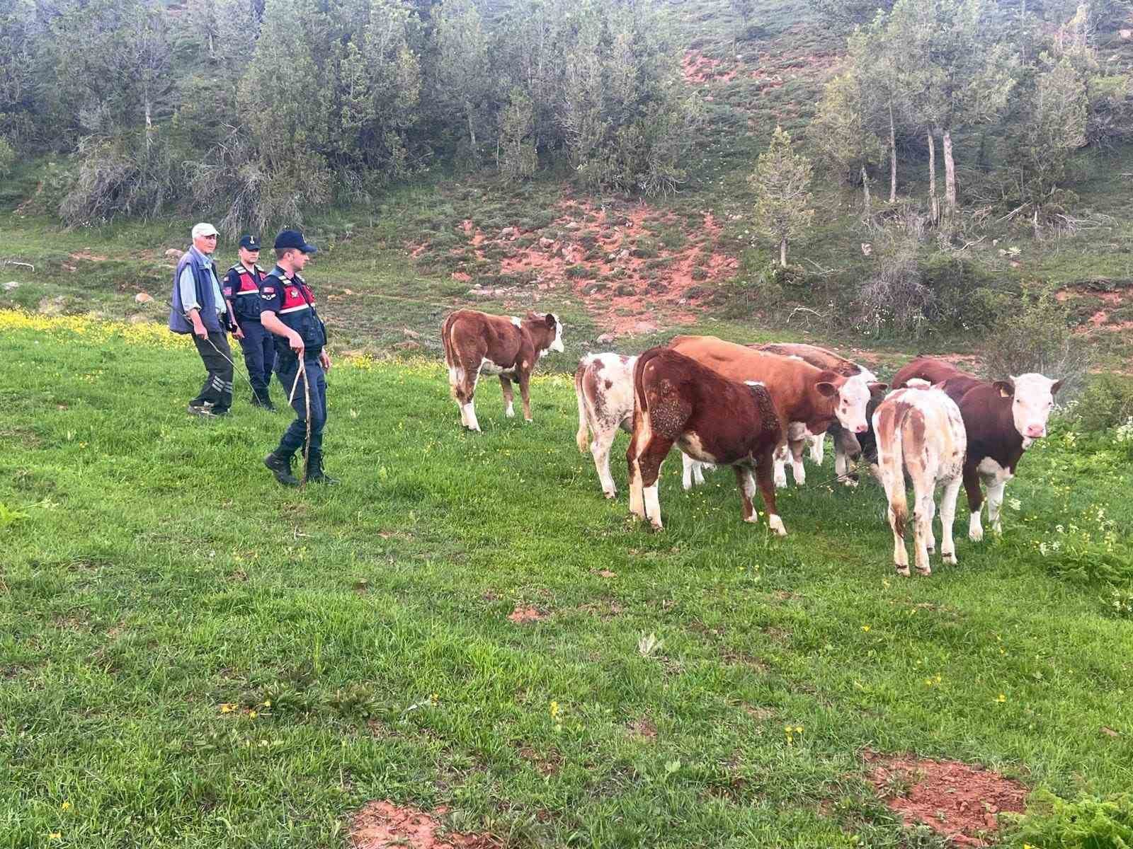 Yozgat’ta büyükbaş hayvanları kaybolan vatandaşın yardımına Jandarma koştu