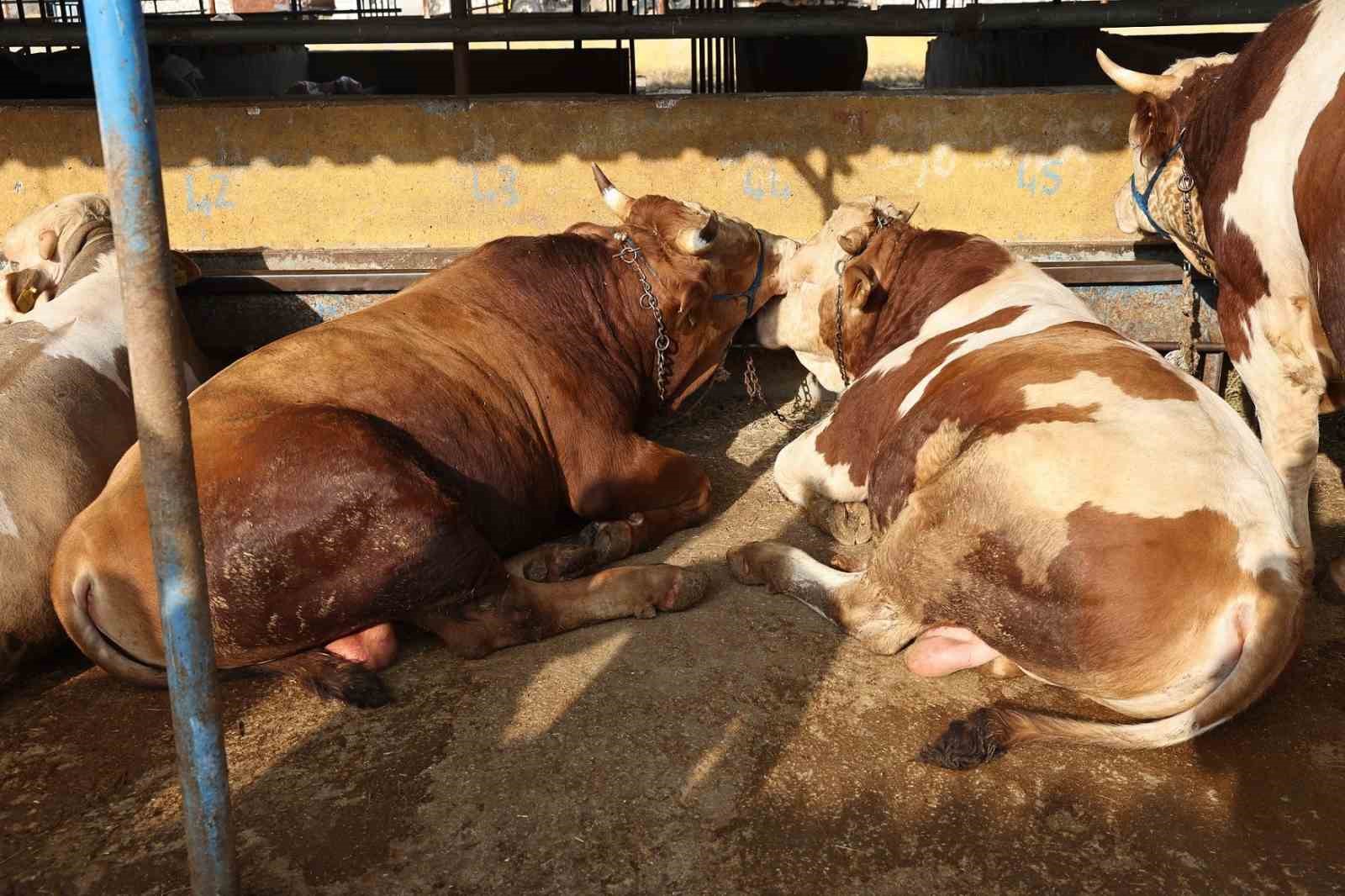 Nil&uuml;fer Kurban Bayramı&rsquo;na hazır
