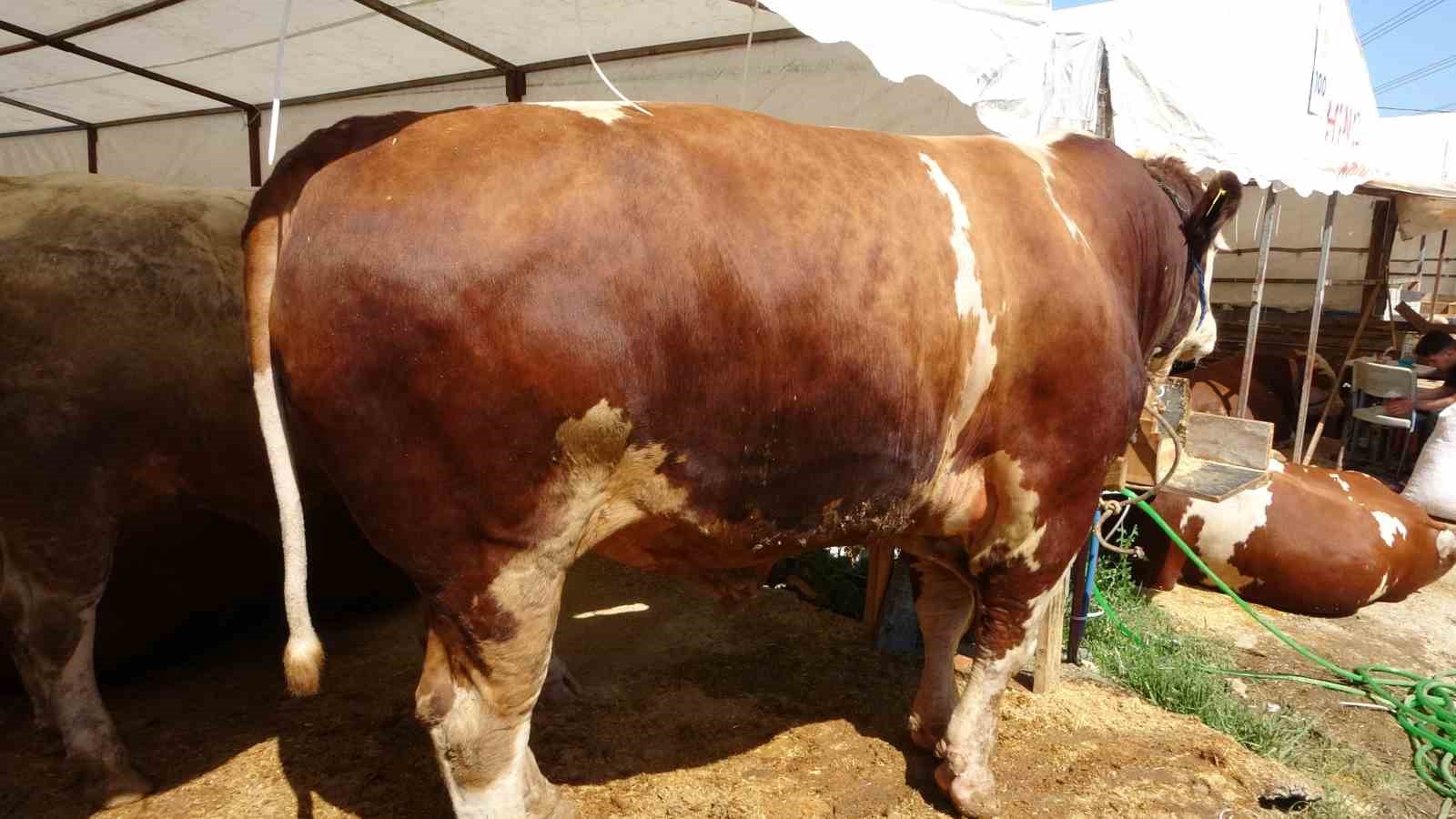 Sultanbeyli Kurban Pazarı’nda dev rekabet: ‘Şampiyon’ ve ‘İmparator’ karşı karşıya