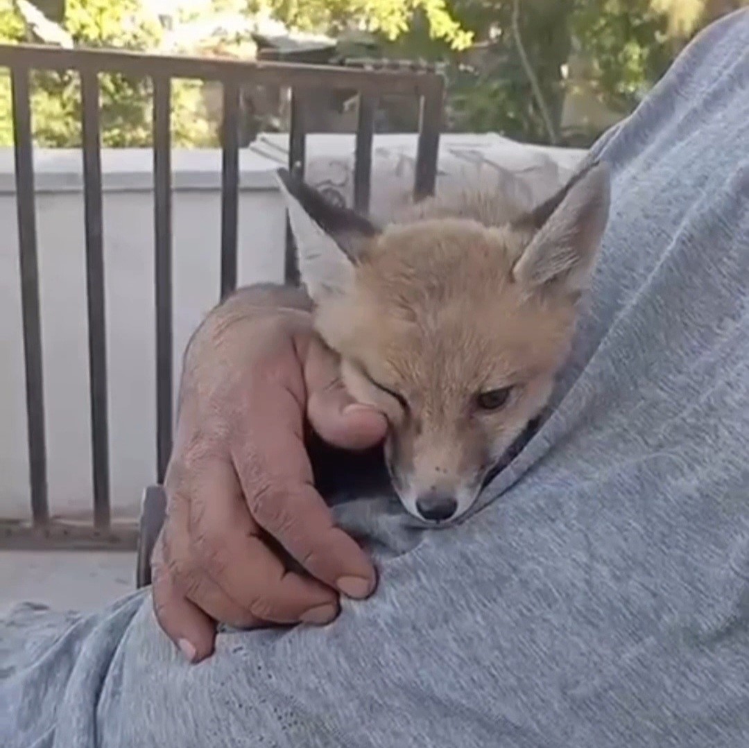 Siirt&rsquo;te g&ouml;rd&uuml;ğ&uuml; tilkiyi bebek gibi sevdi
