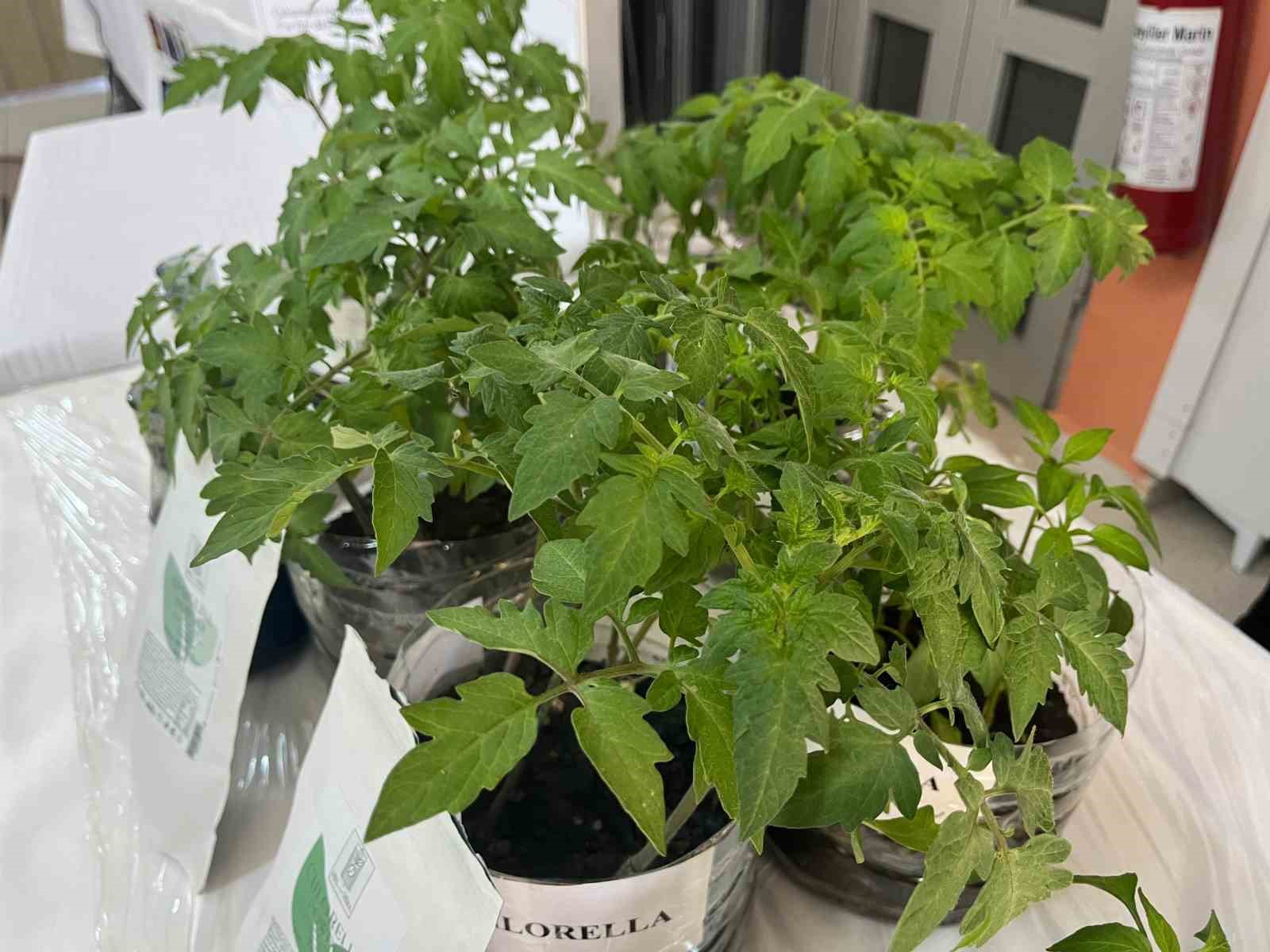 Sinop imam hatip öğrencilerinden tarıma yosunlu destek