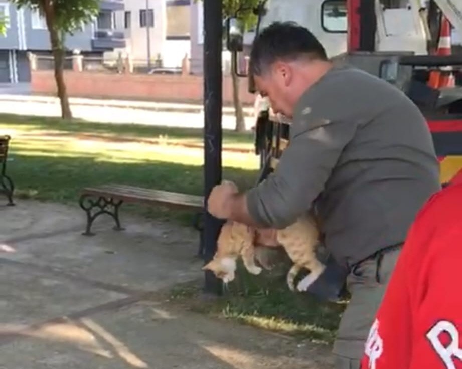 Manisa’da ağaçta mahsur kalan kedi kurtarıldı