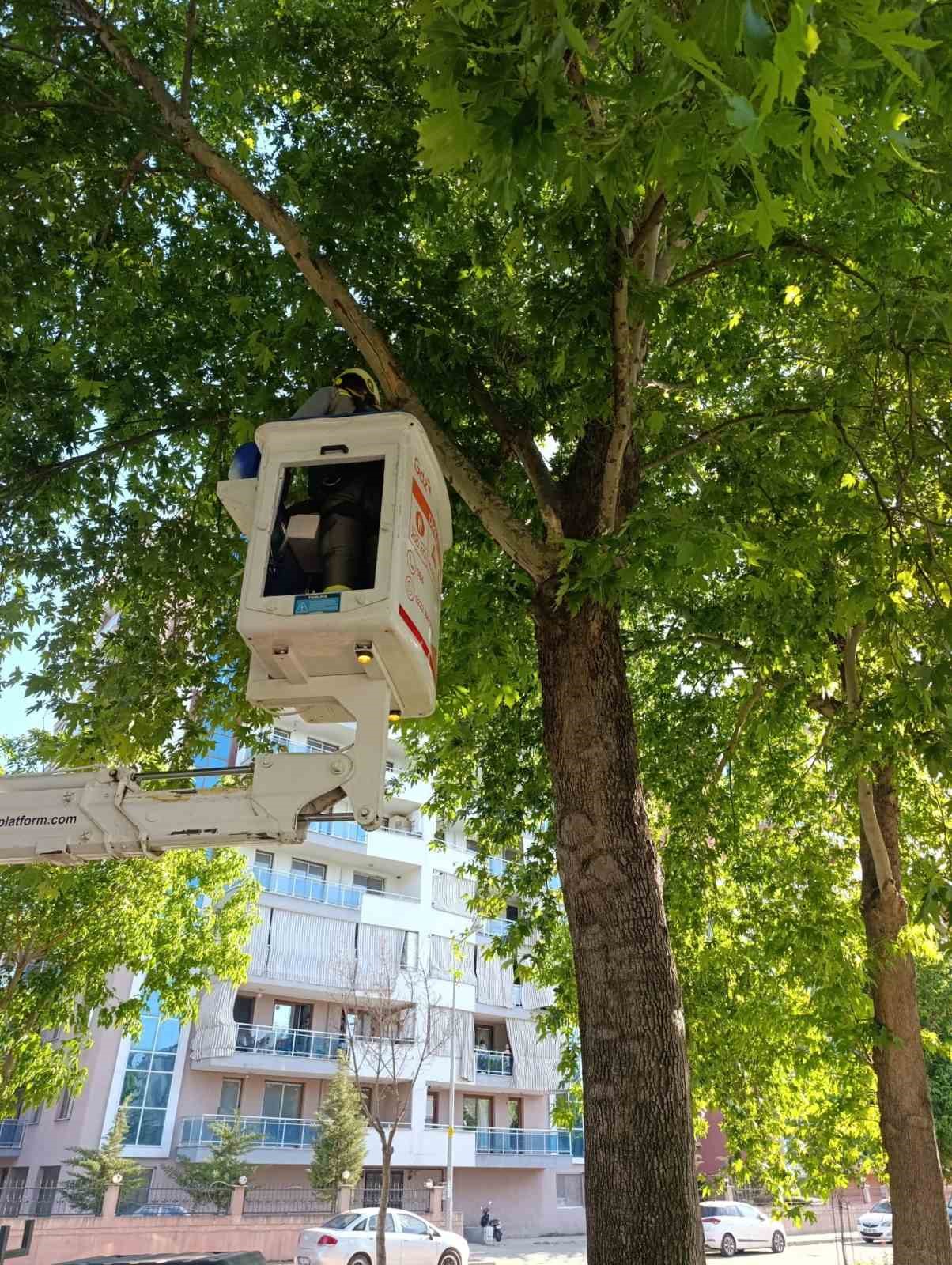 Manisa&rsquo;da ağa&ccedil;ta mahsur kalan kedi kurtarıldı
