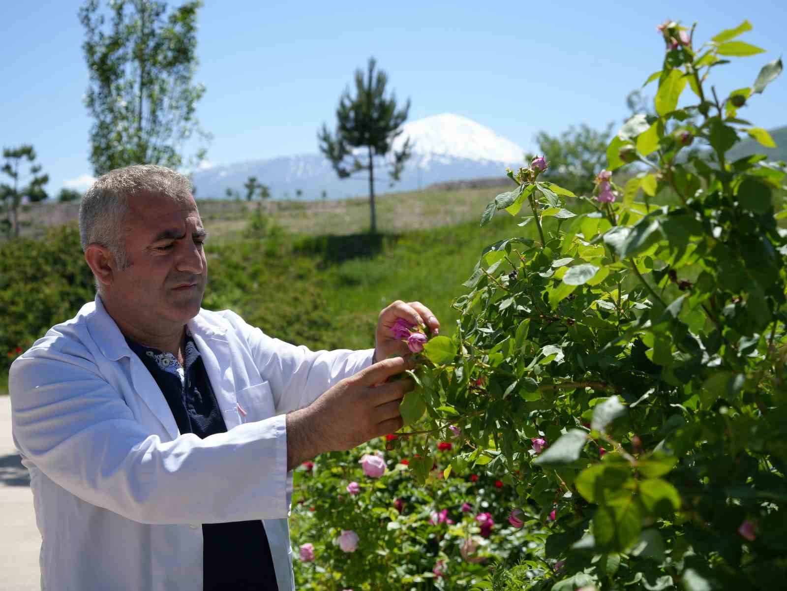 Iğdır Üniversitesi’nde yetişen güller kozmetik ürünlere dönüşüyor