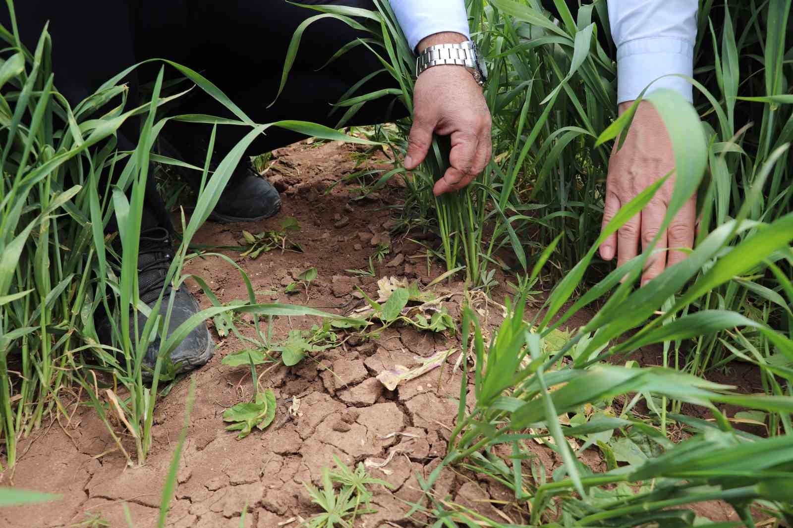 İl Müdürü çiftçileri uyardı: "Hastalıklar verim ve kaliteyi düşürür"