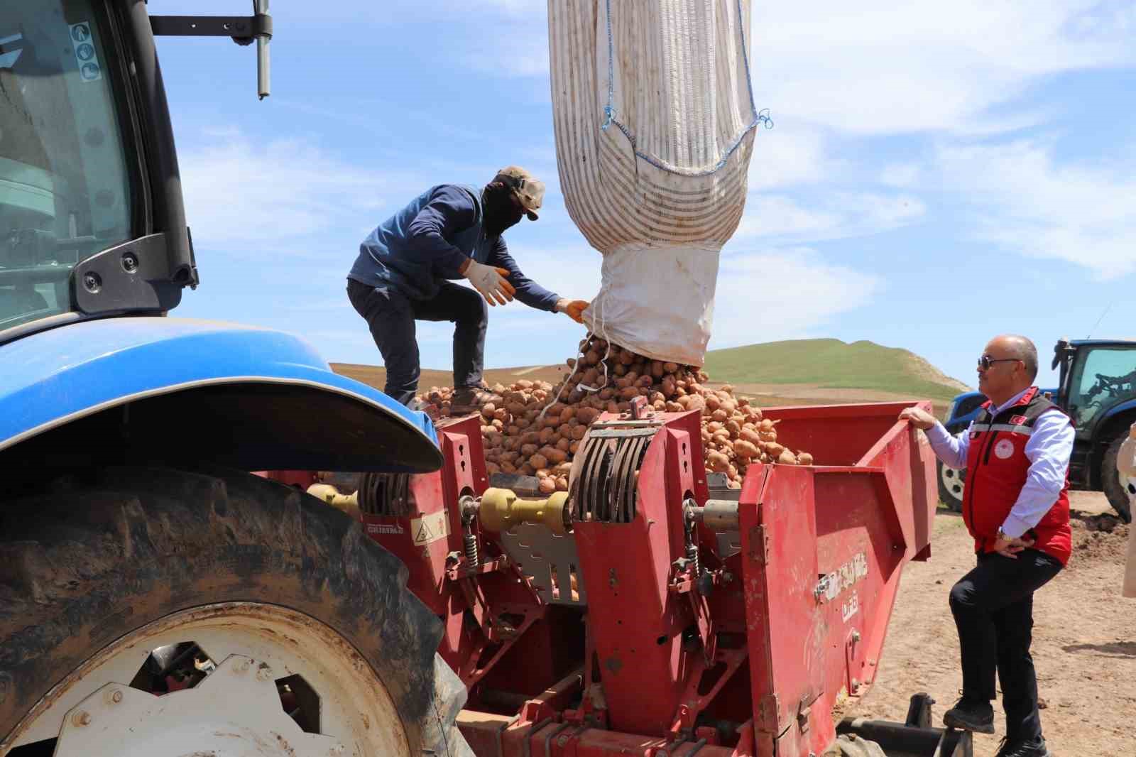 Sivas&rsquo;ta tohumluk patatesler toprakla buluştu
