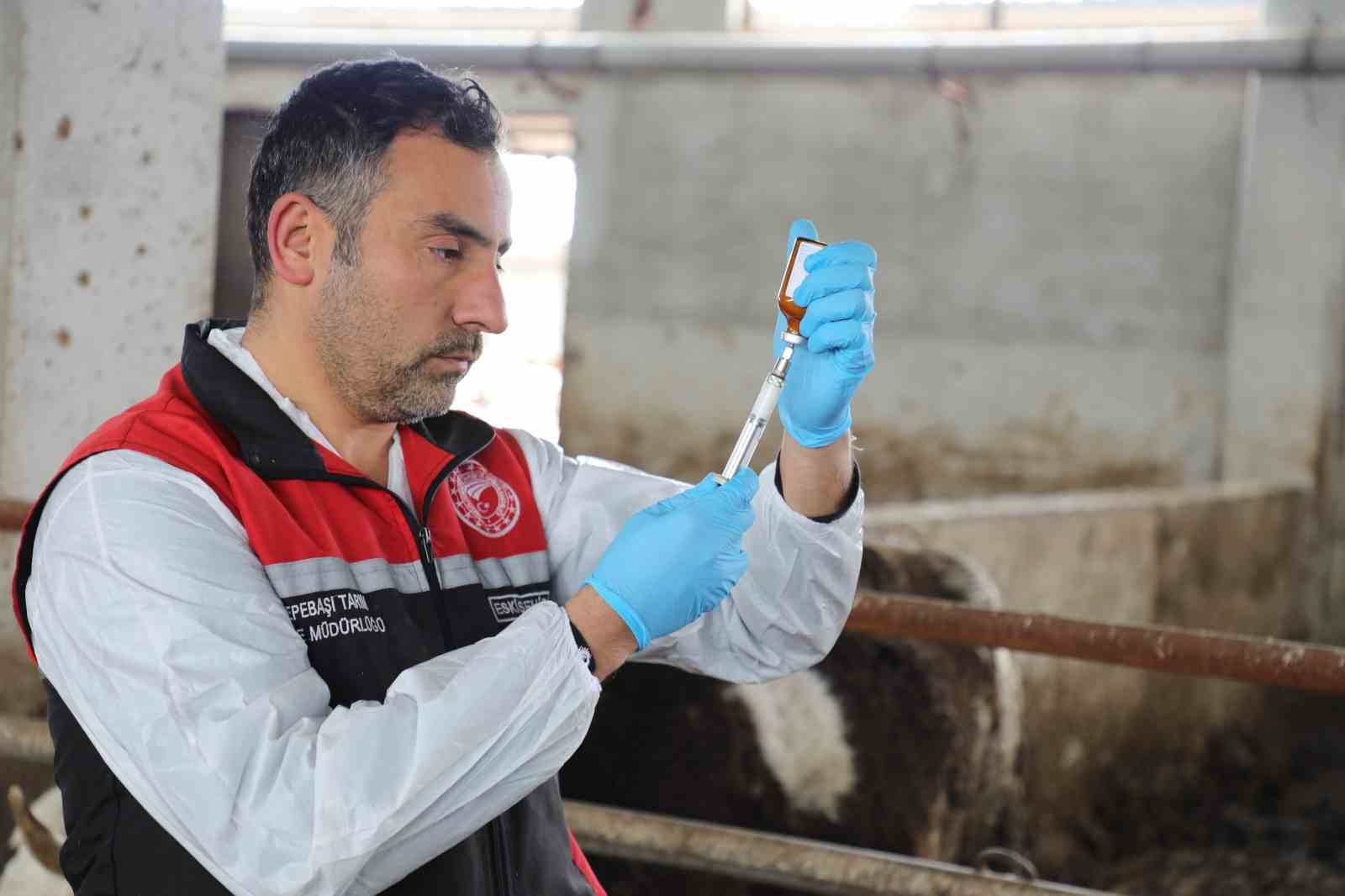 Eskişehir’de şap aşılama kampanyası yüzde 100 başarıyla tamamlandı