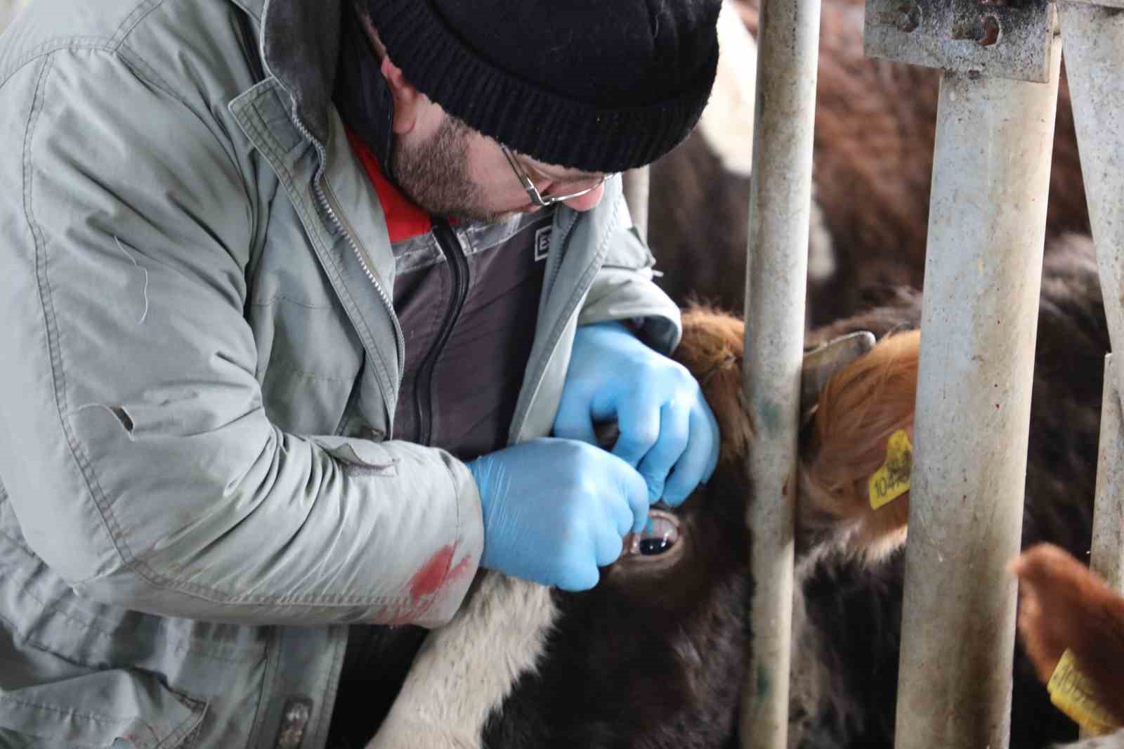 Eskişehir&rsquo;de şap aşılama kampanyası y&uuml;zde 100 başarıyla tamamlandı
