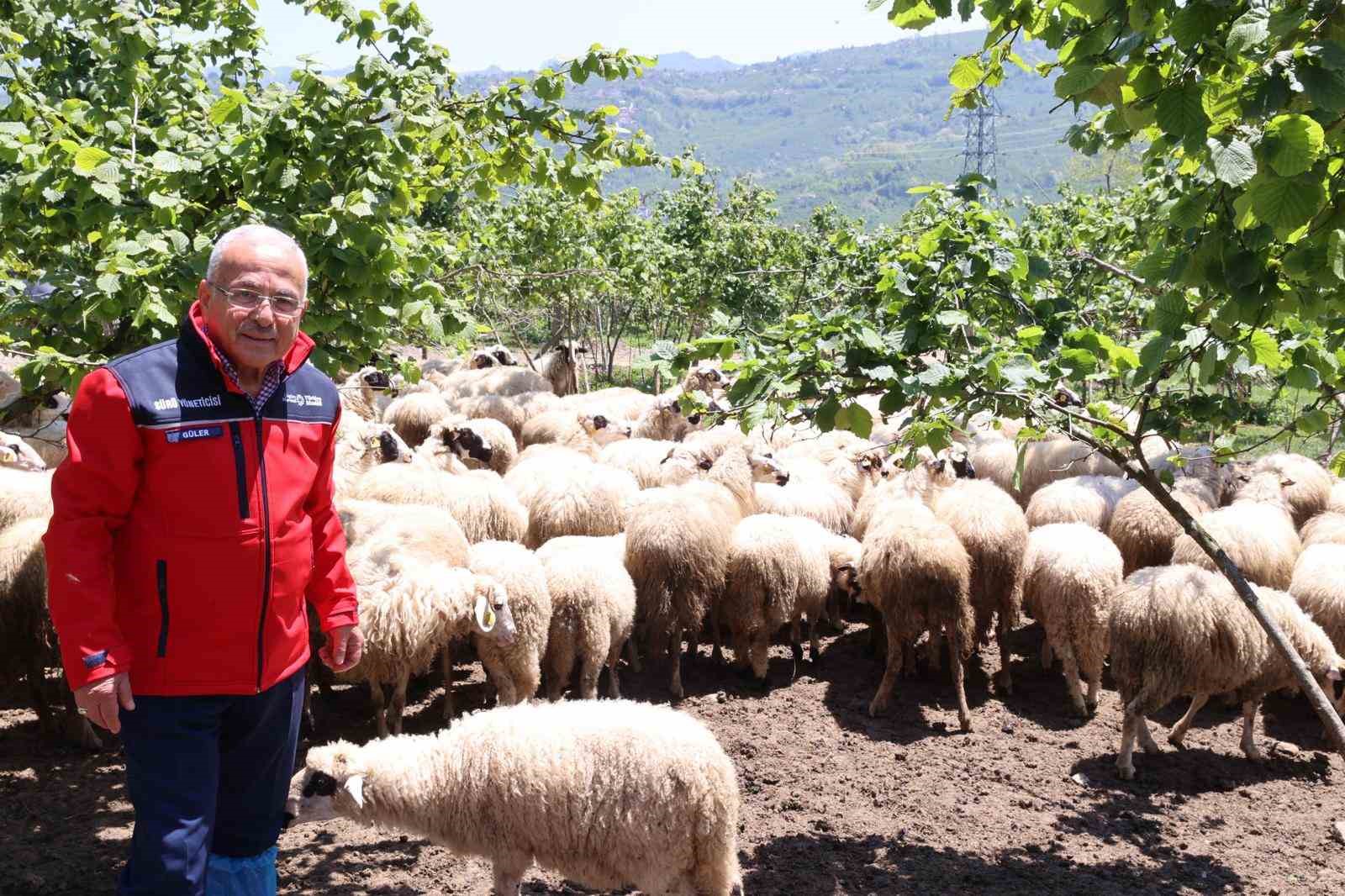 Başkan G&uuml;ler: "Dağıtımını yaptığımız hayvanları kendimiz yetiştiriyoruz"
