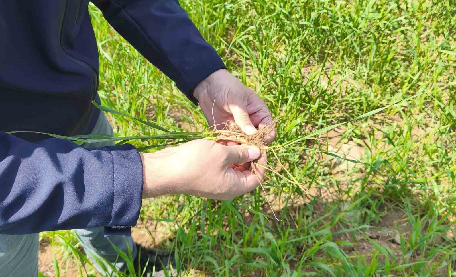 Beyşehir&rsquo;in tarım alanları yakın takipte
