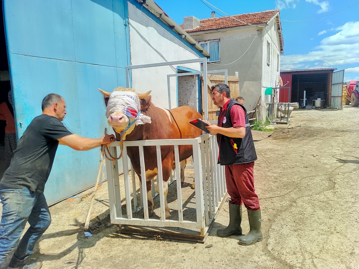 Kastamonu’dan İstanbul’a kurbanlık hayvan sevkiyatına başlandı