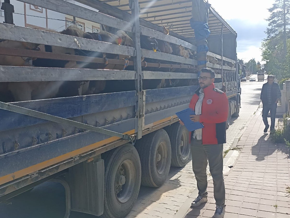 Kastamonu’dan İstanbul’a kurbanlık hayvan sevkiyatına başlandı